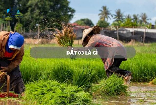 Đất 03 Là Đất Gì? Giải Mã Chi Tiết Từ A Đến Z