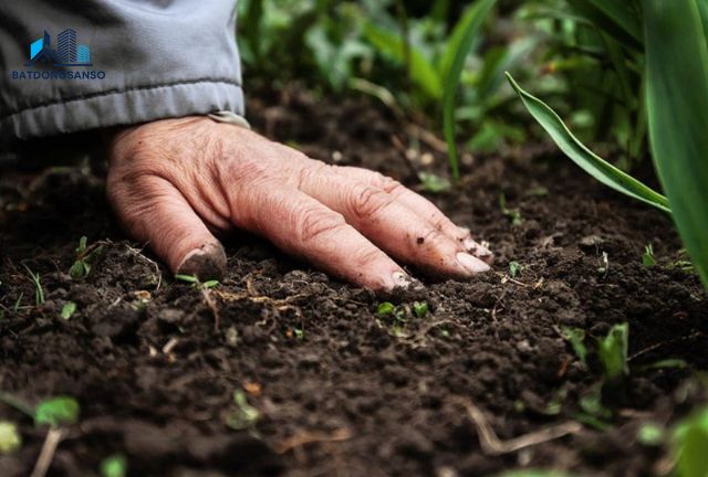 Đất Trồng Là Gì? Tất Tần Tật Thông Tin Cần Biết Về Đất Trồng